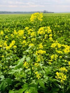 yellow clustered petaled flowers filed